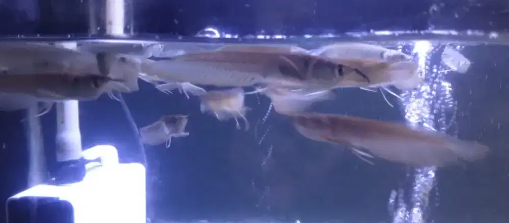 Ikan hias arwana silver 8-9 cm