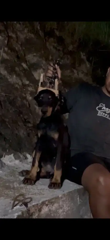 Doberman stb vaksin line champ