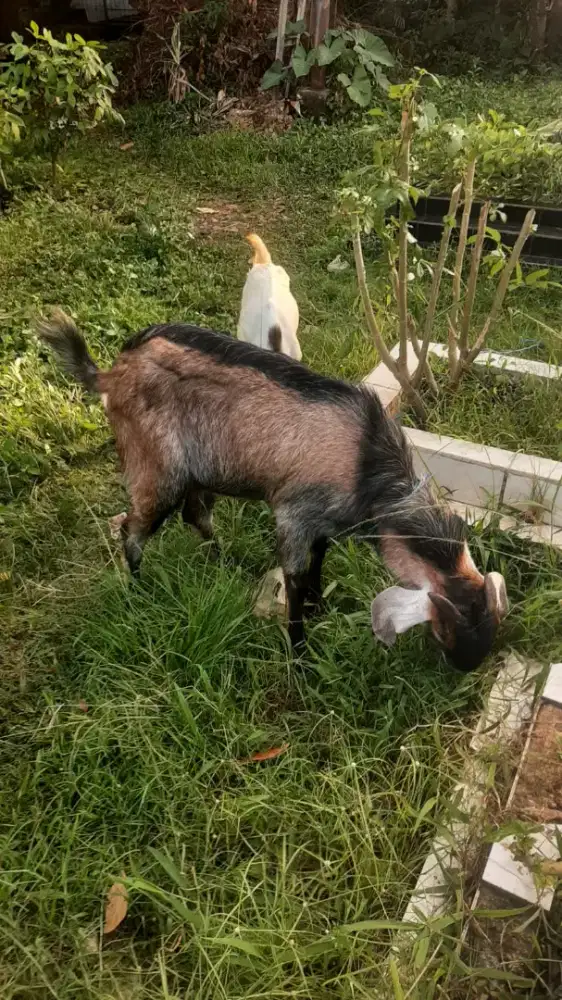 Kambing untuk sunah qurbanya