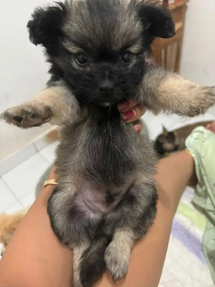 Pom mix poodle anakan