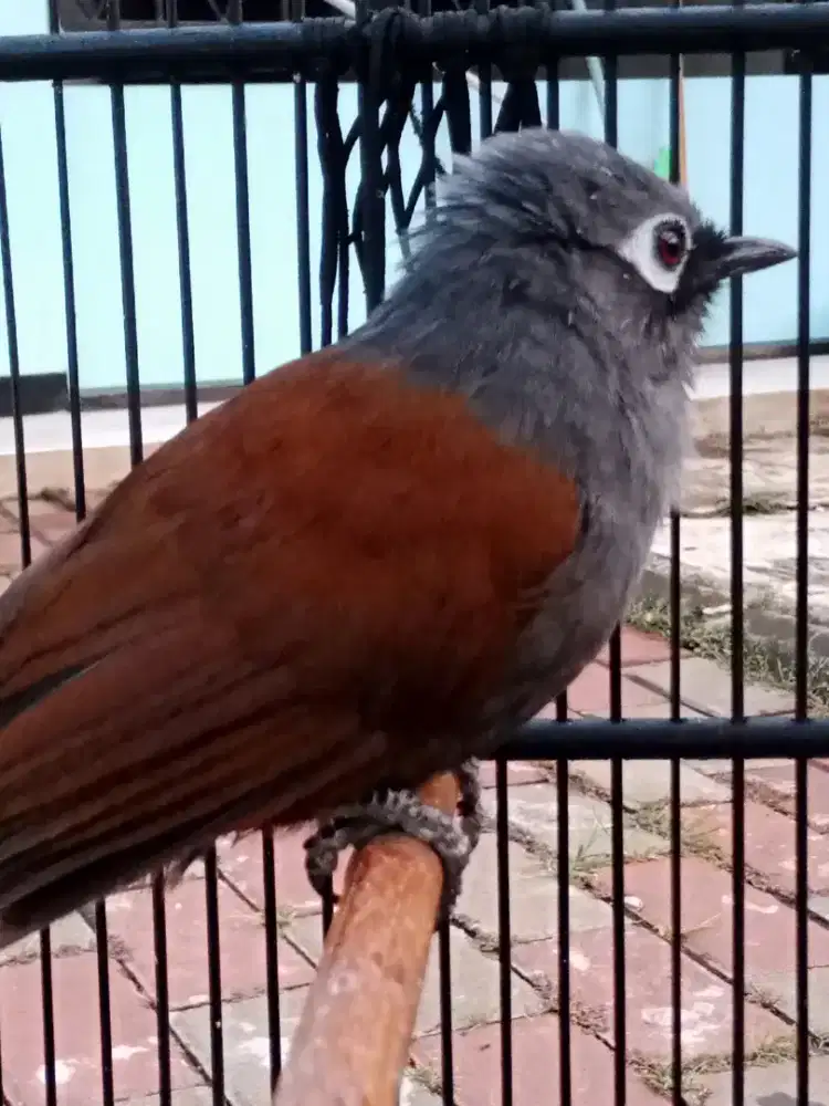 Poksay mantel gacor fullset