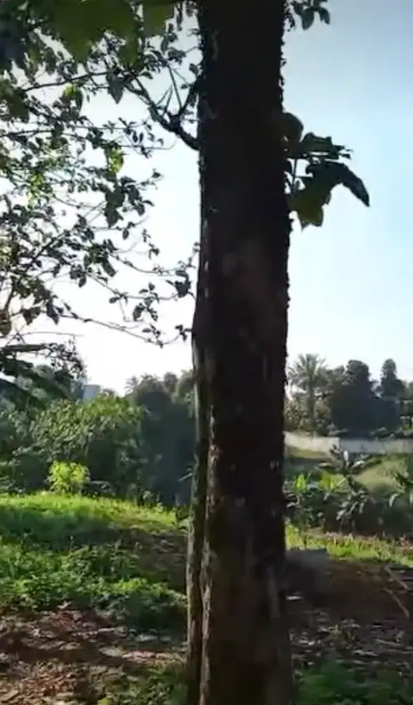 Pohon Jati Usia 10thn