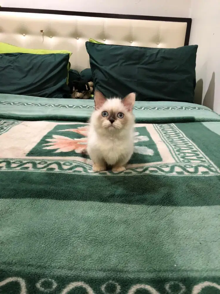 Munchkin Bsh ragdoll jantan