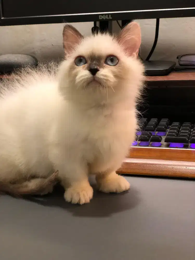Munchkin Bsh Ragdoll jantan