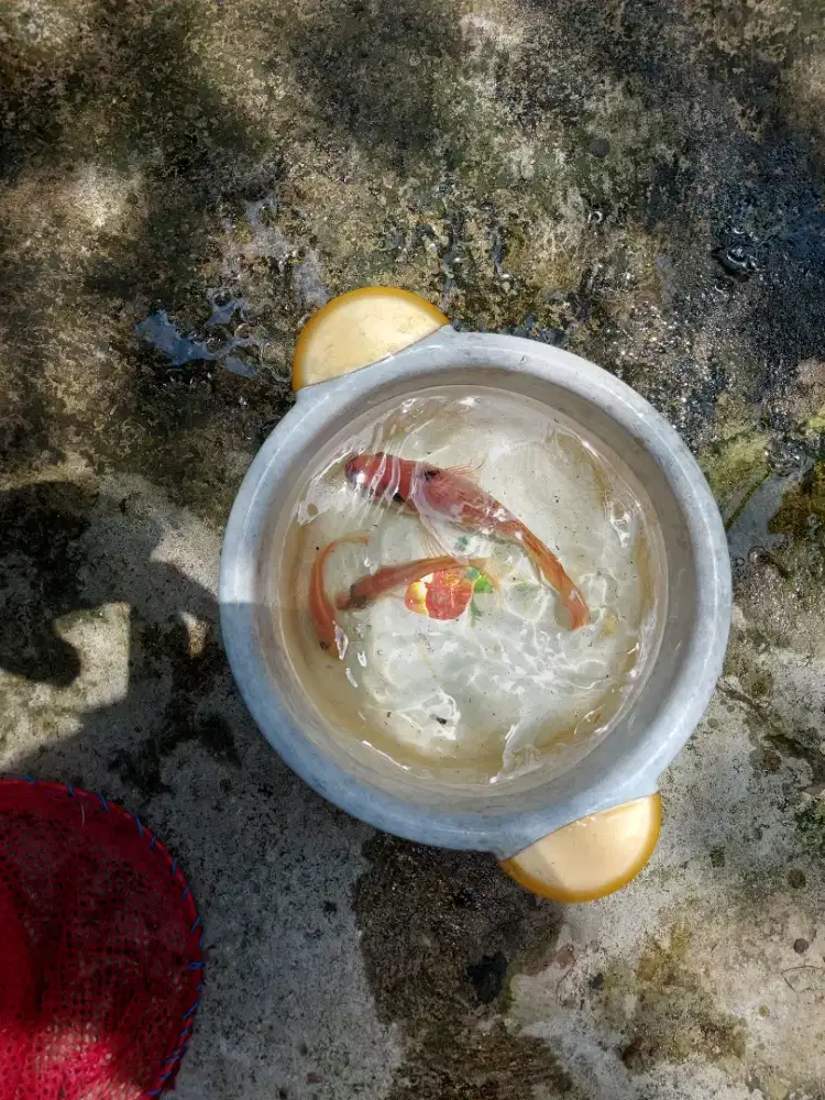 Bibit Ikan Nila merah Bangkok paket 5 ekor