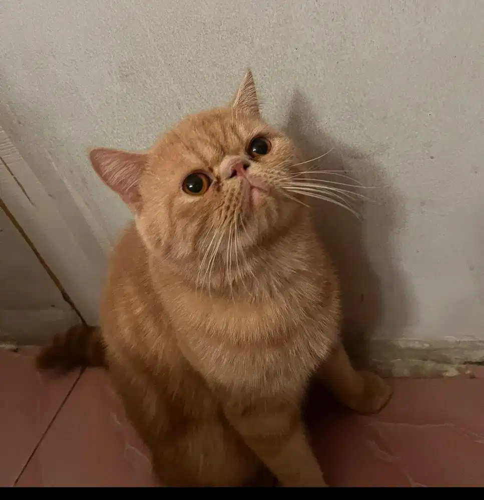 Kucing Exo Peaknose Jantan bonus kandang