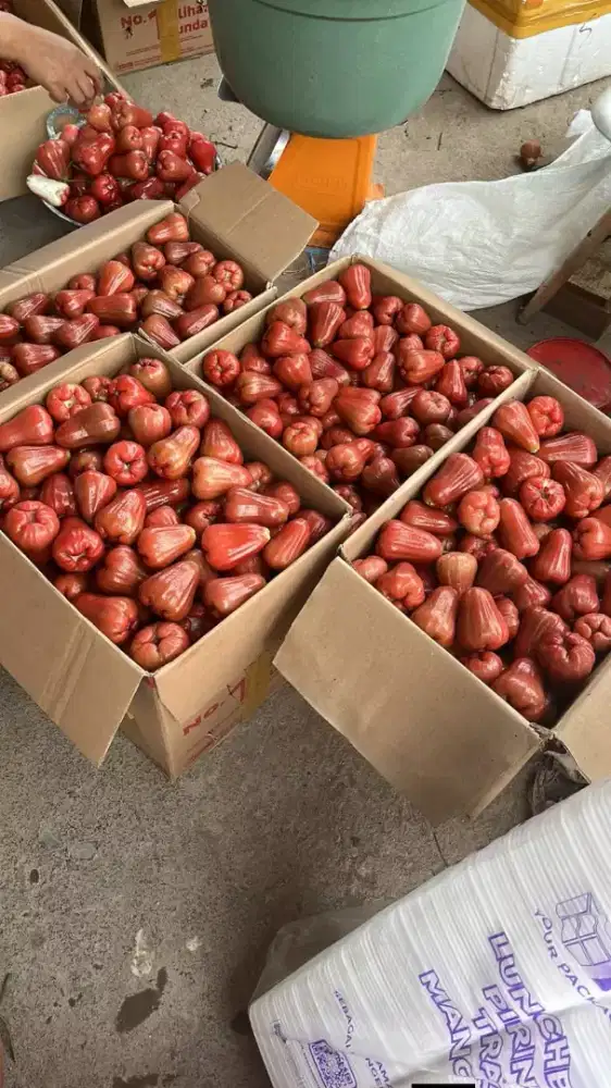 Jambu Citra 1 Dus