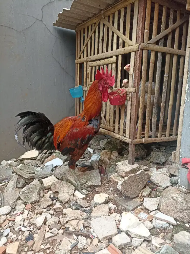 Ayam pelung bitu sepasang