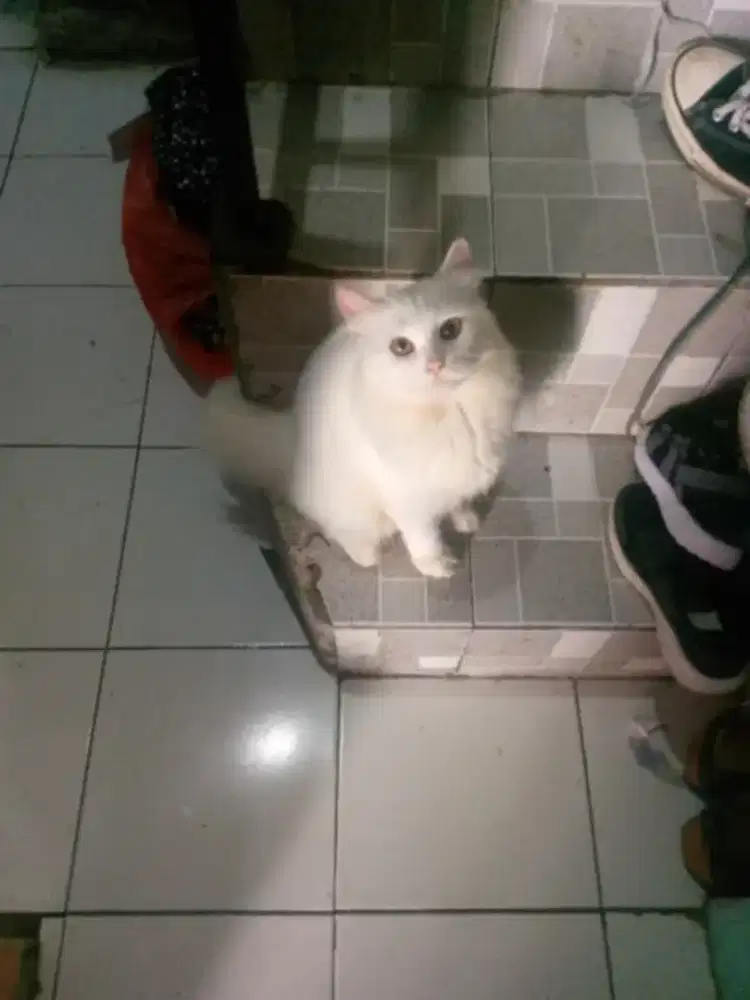 Kucing Persia putih