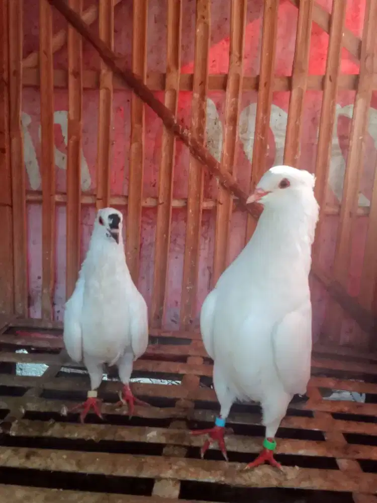Sepasang endemik Cito Madura jantan body besar Nggaruda
