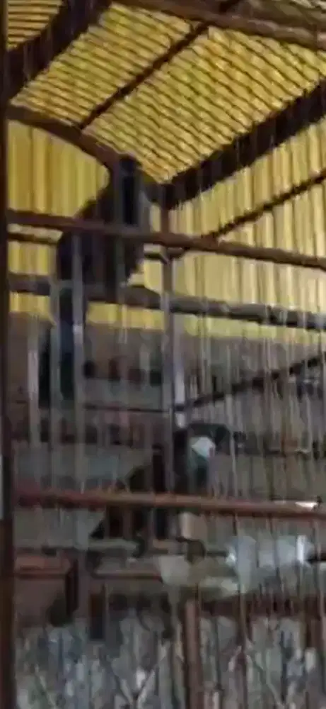 Poksay hongkong sepasang jantannya gacor suara kernceng