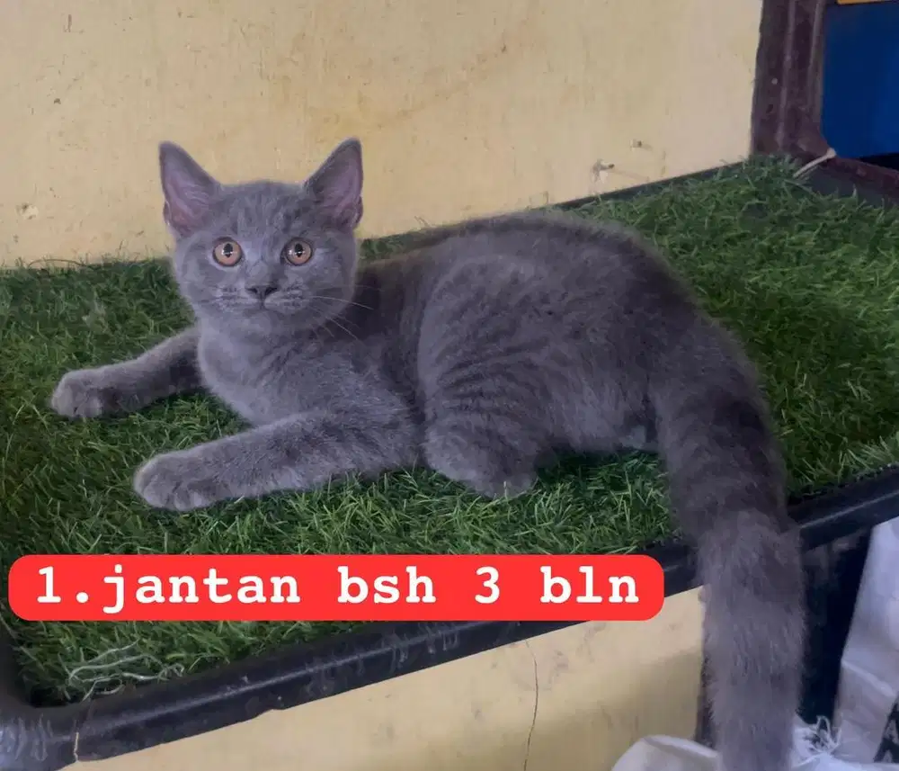 Kucing ras bsh asli no mix persia