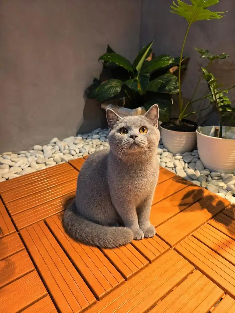 BRITISH SHOR HAIR JANTAN LUCU DAN GEMBUL