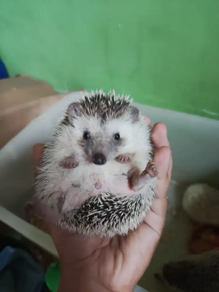 LANDAK MINI 2 EKOR JENIS KELAMIN JANTAN