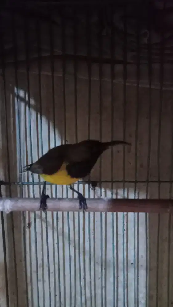 Kolibri SG full metalik 250