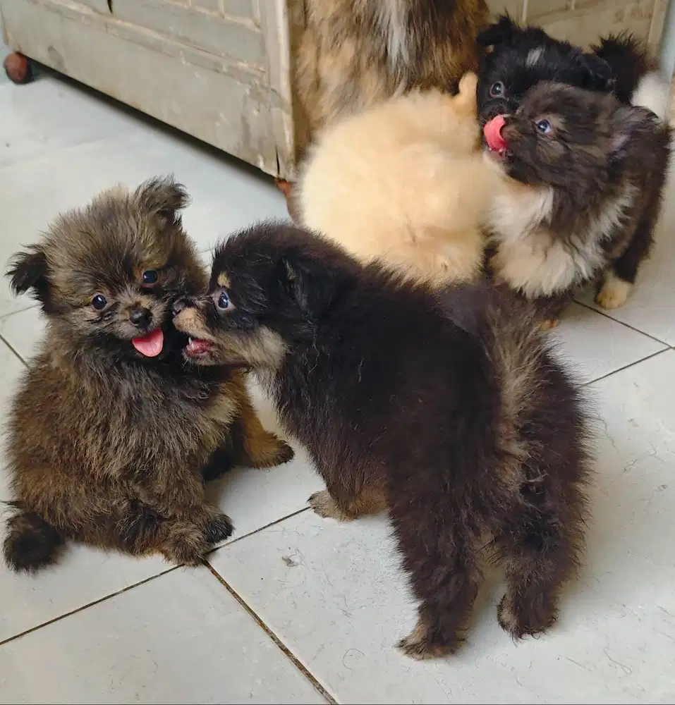 Pomeranian no STB no Vaksin 750k (bantu Vaksin 1.000k) Tangerang Kota