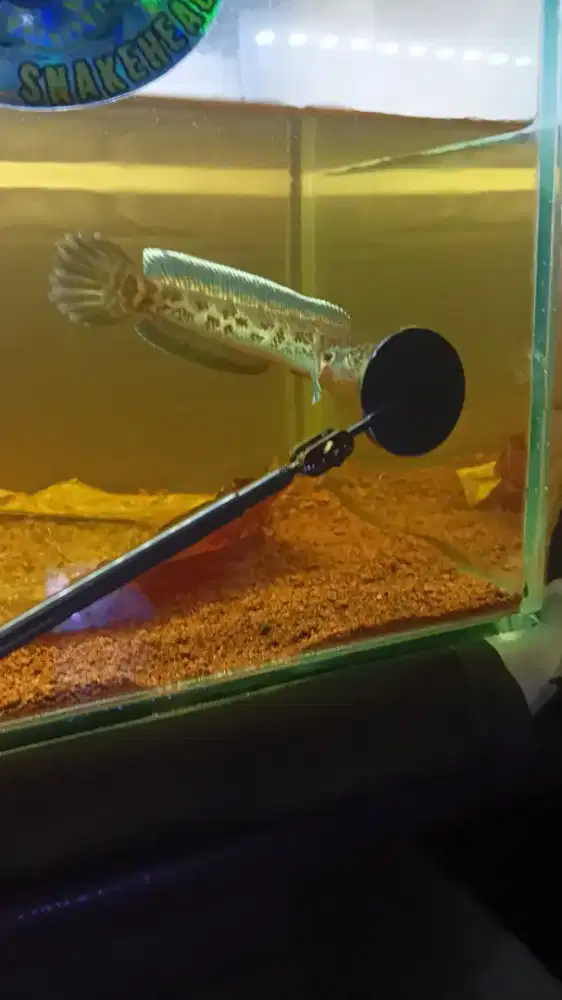 Channa auranti dorpol hf8-9cm