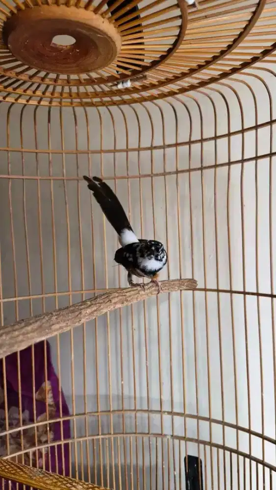 Murai batu brolok pastol