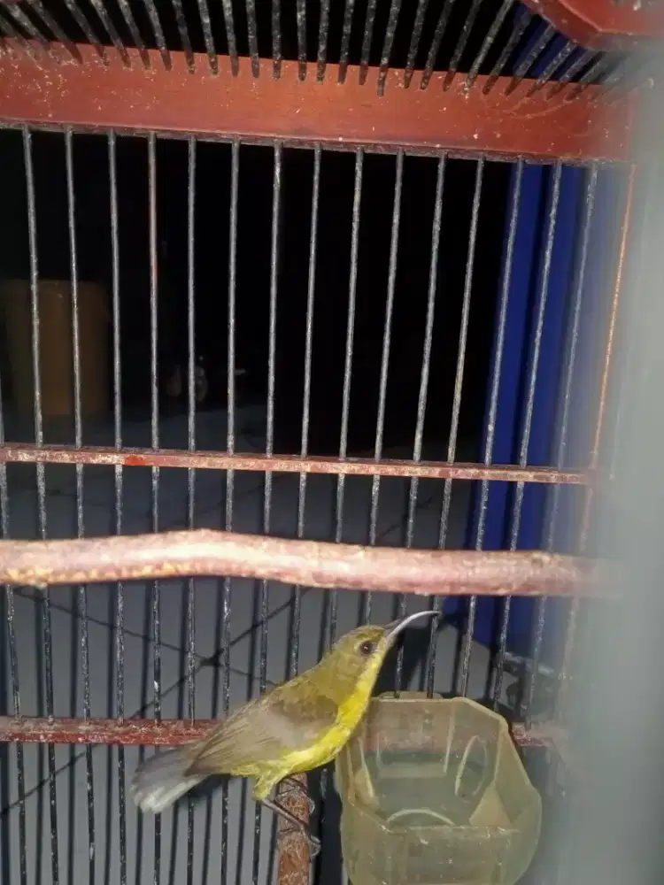 Kolibri SG ijoan 100