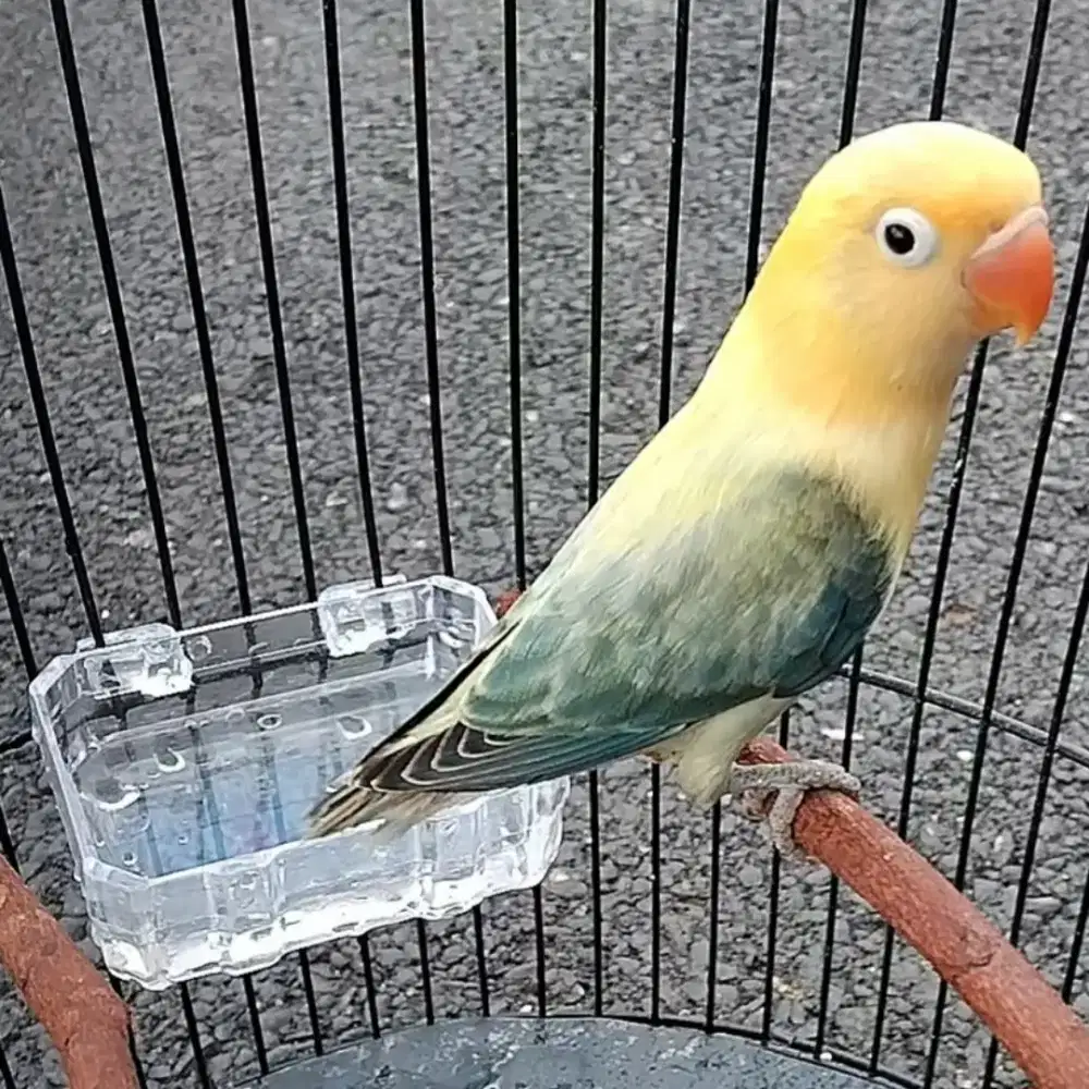 Lovebird bio pb ewing