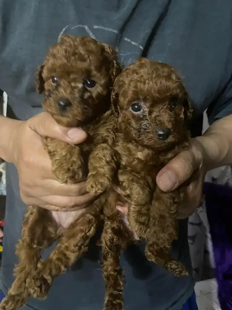 Anakan Red Poodle 2 bulan