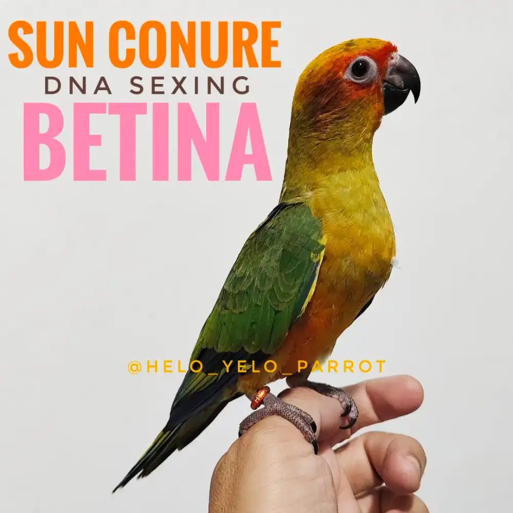 Sun Conure / Sunconure DNA Sexing BETINA
