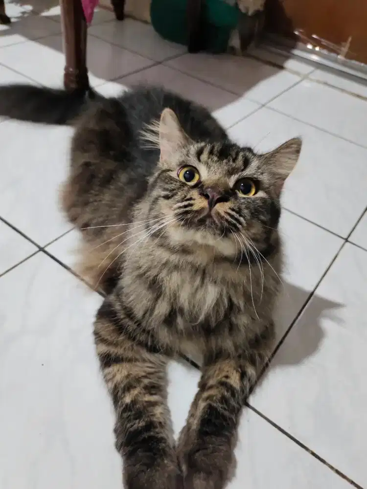 Kucing Persia siap adopsi