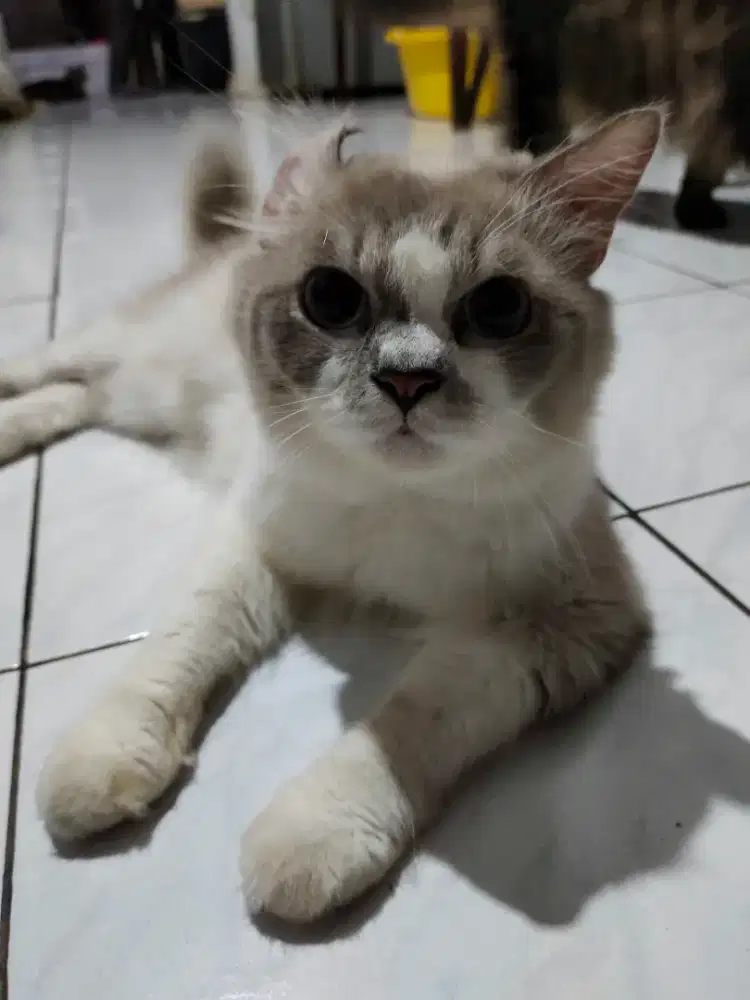 Kucing Persia dewasa jantan ukuran besar
