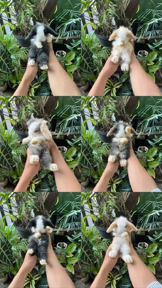 KELINCI HIAS FUZZY LOP | PET QUALITY