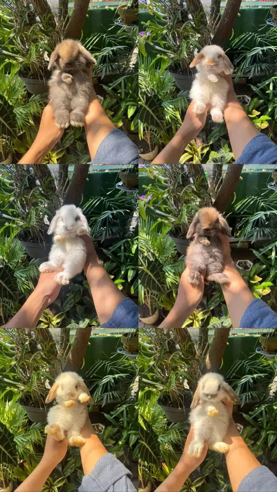 KELINCI HIAS HOLLAND LOP | PET QUALITY