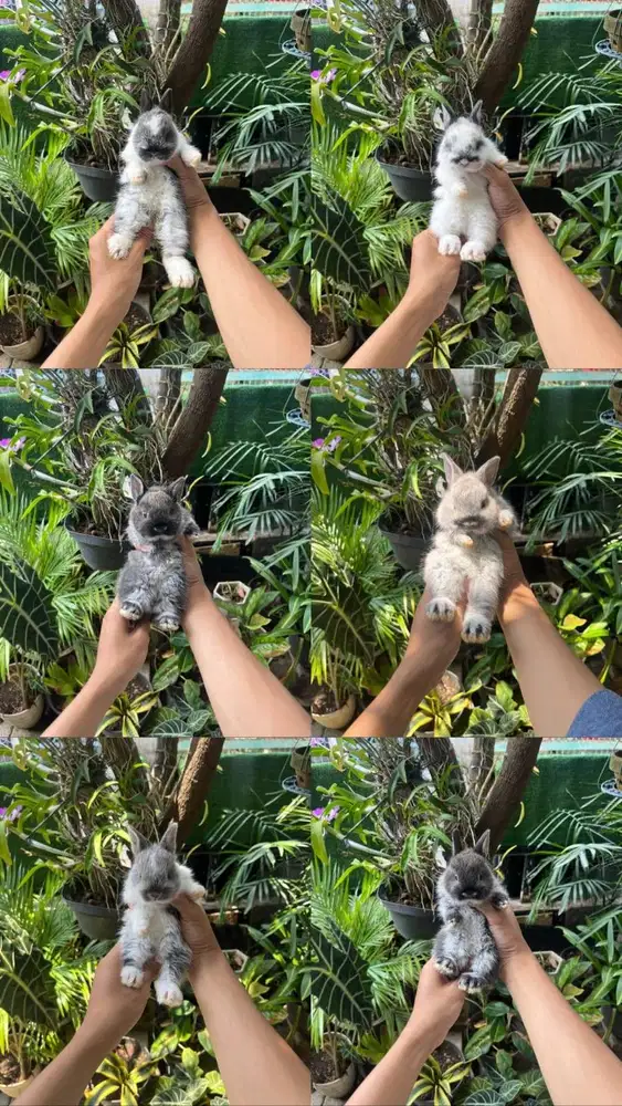 KELINCI HIAS NETHERLAND DWARF