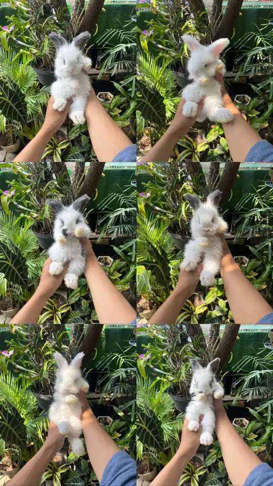 KELINCI HIAS ENGLISH ANGGORA | PET QUALITY