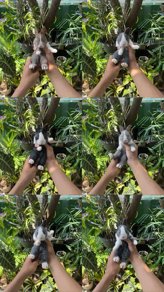 KELINCI HIAS DUTCH | PET QUALITY