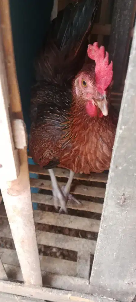 Ayam ketawa derean nelur gemuk