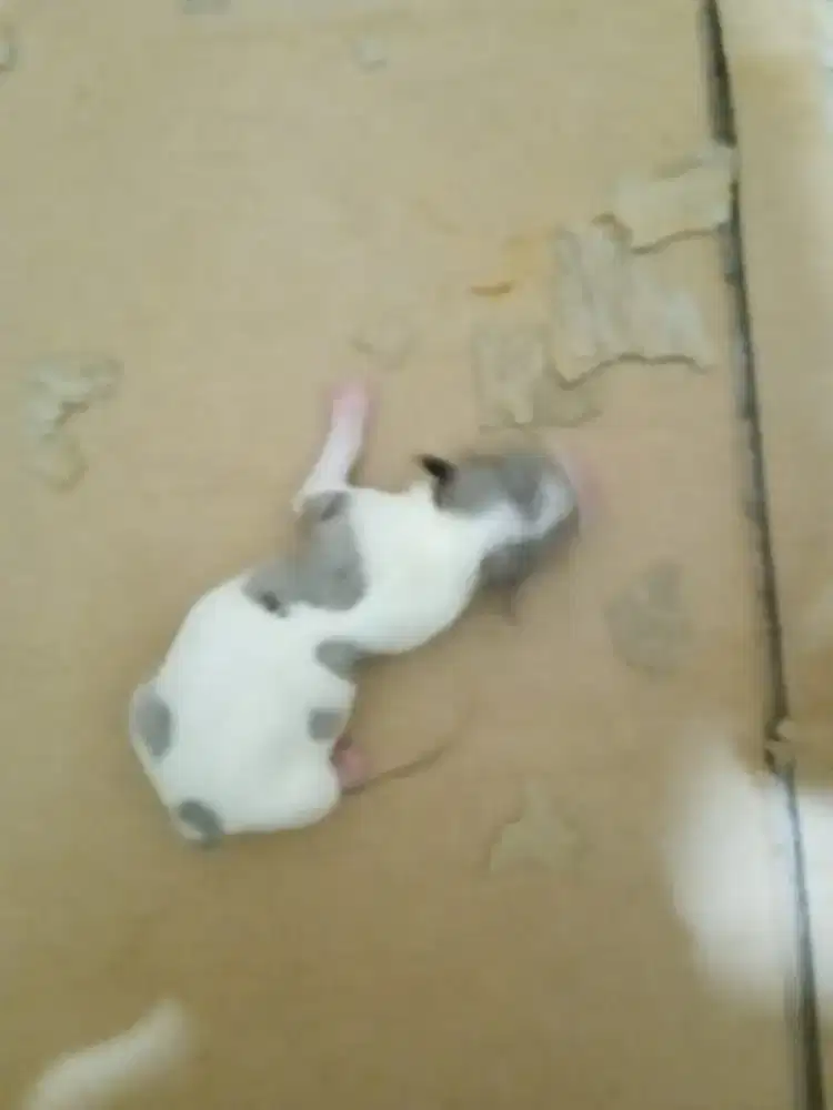 Chihuahua merle & warna lain