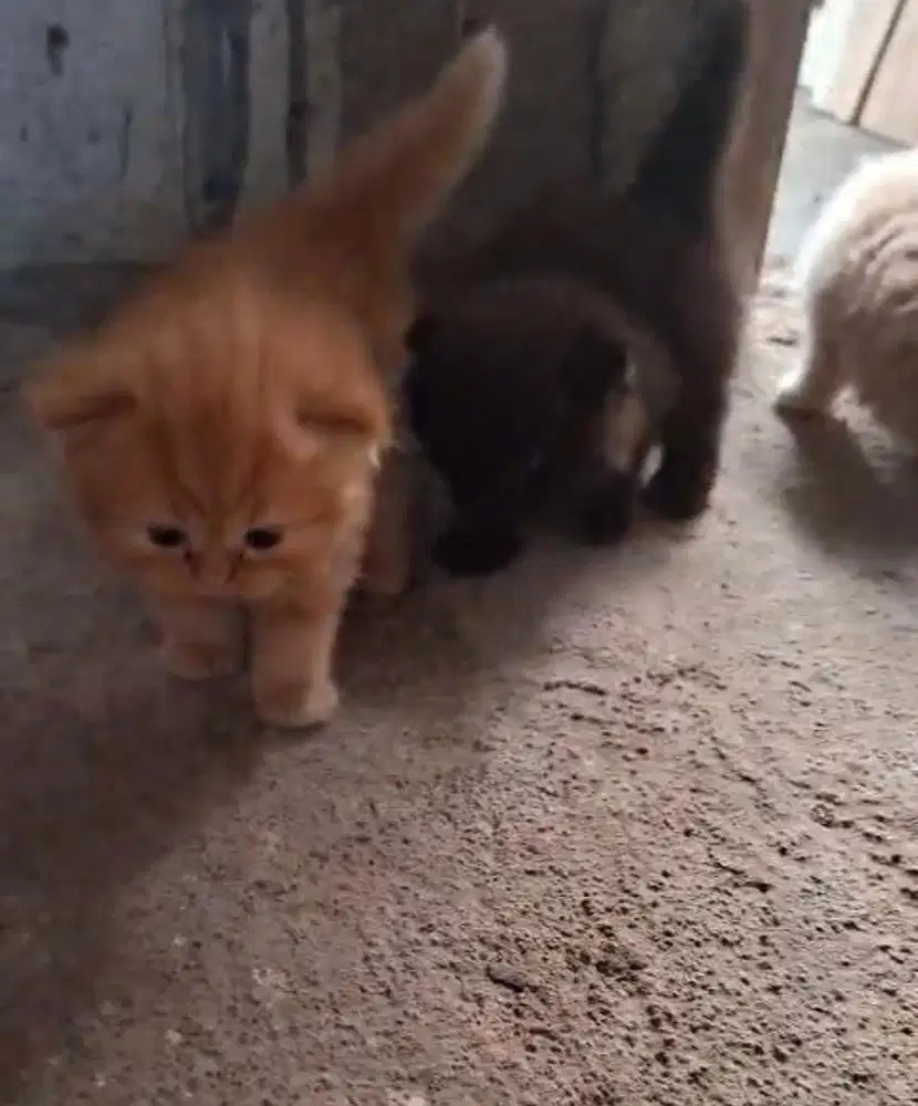 Open adopt kitten persmed lucu lucu kak