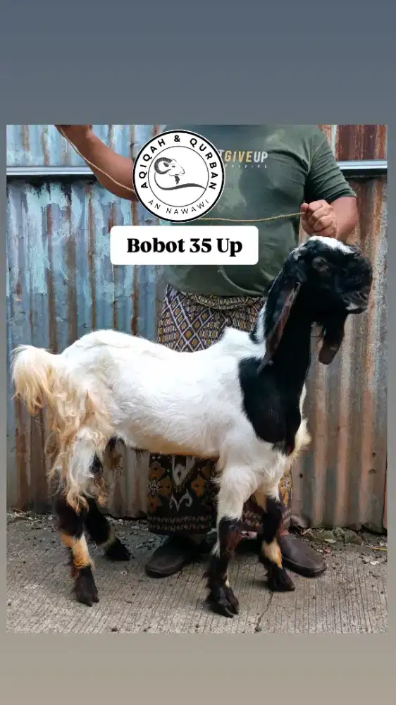 Kambing Domba Qurban