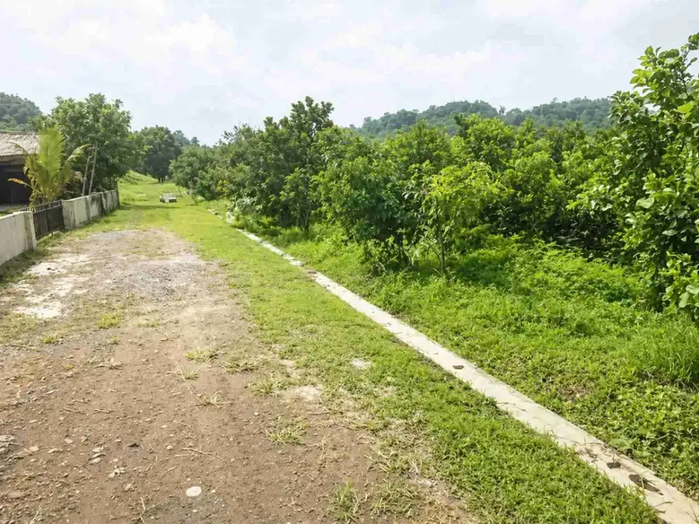 Kebun Invest 25 Hektar isi kebun lemon & pohon jati