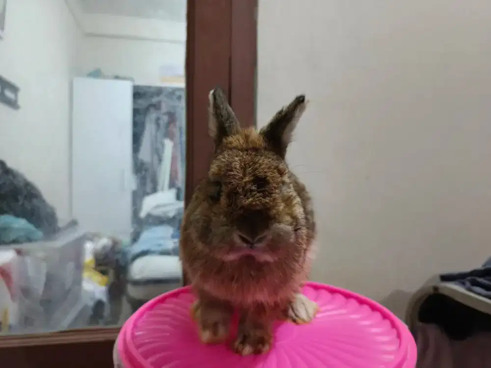 Kelinci Netherland Dwarf