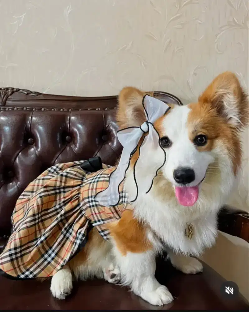 Corgi Big Bone Long Hair Betina Usia 1 tahunan Imut dan Cantik