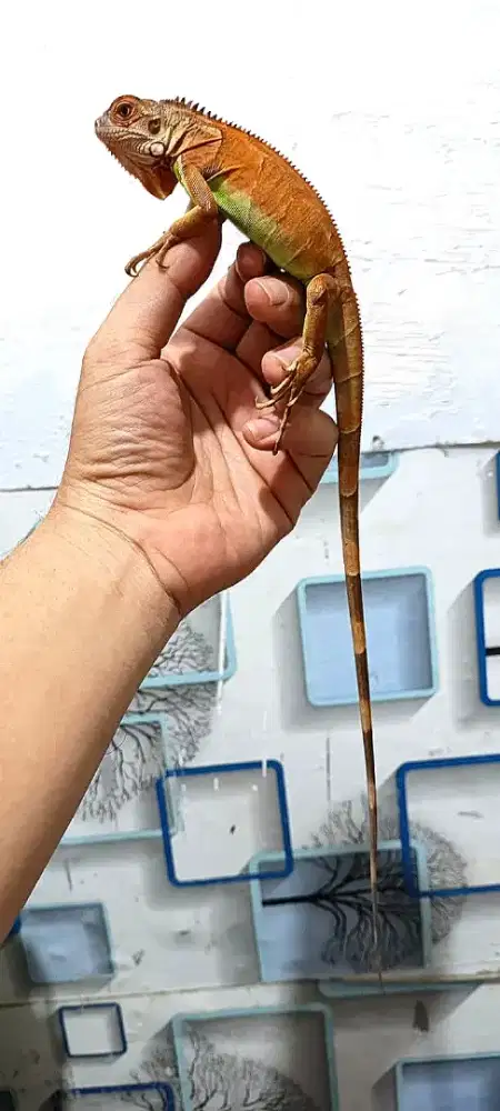 Iguana anakan super red