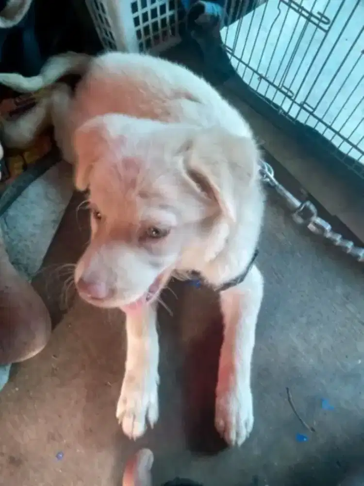 Labrador mix Husky betina skrg 3bln itu pict BLN lalu .bagus pintar