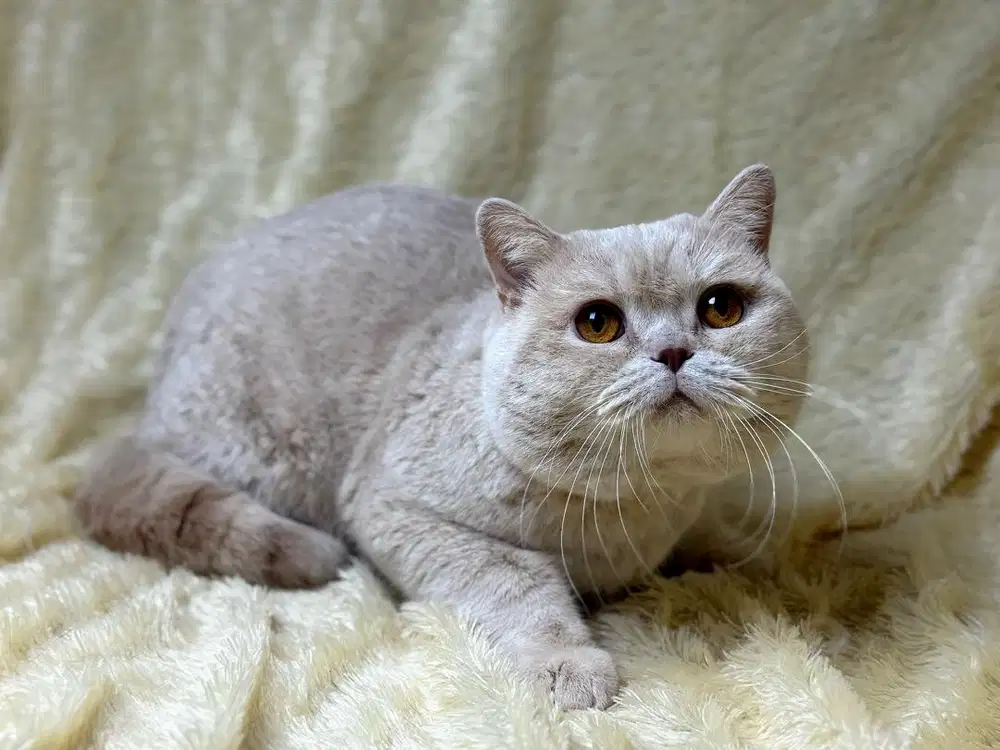Kucing British Shorthair BSH Jantan Cream
