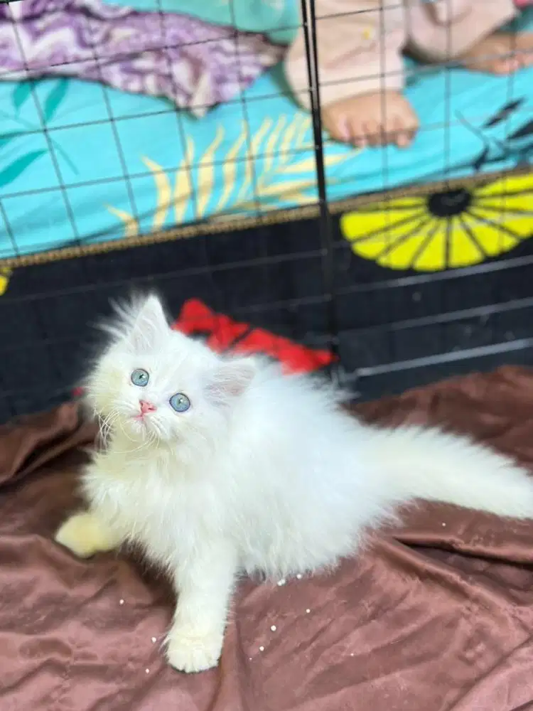 Persia longhair mata biru