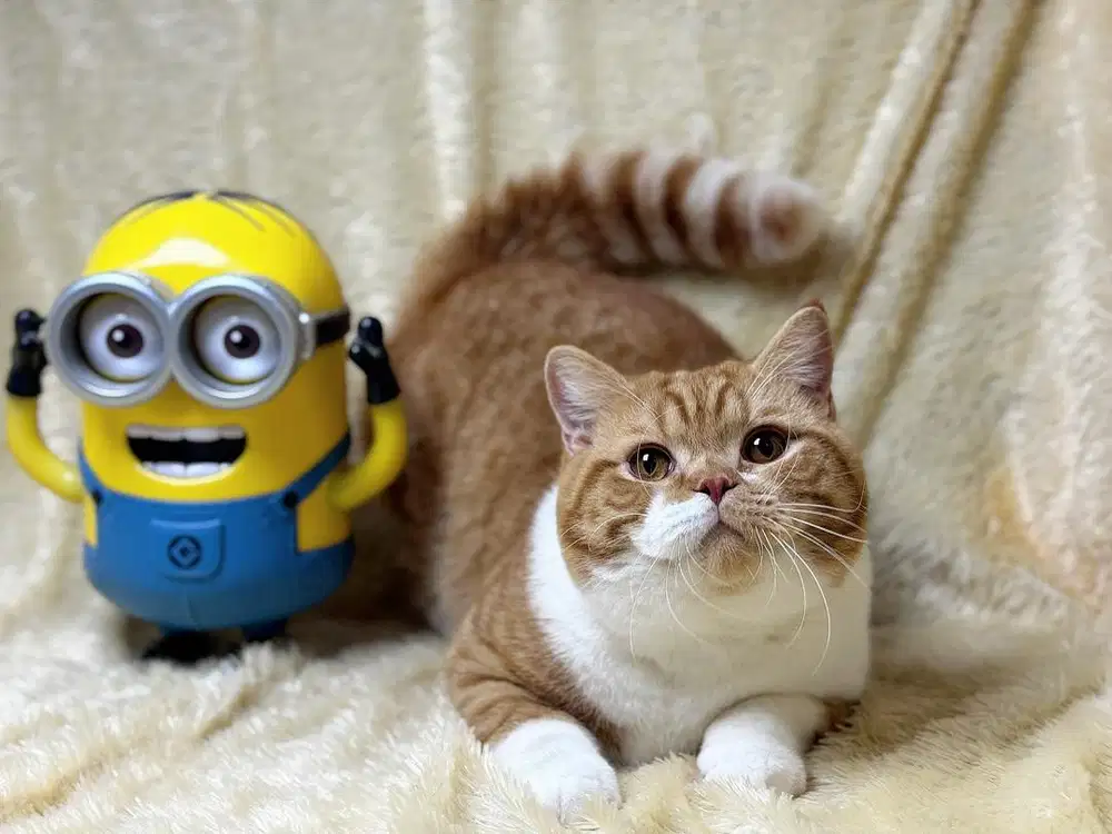 Kucing BSH Ped WCF Jantan Bicolour Red