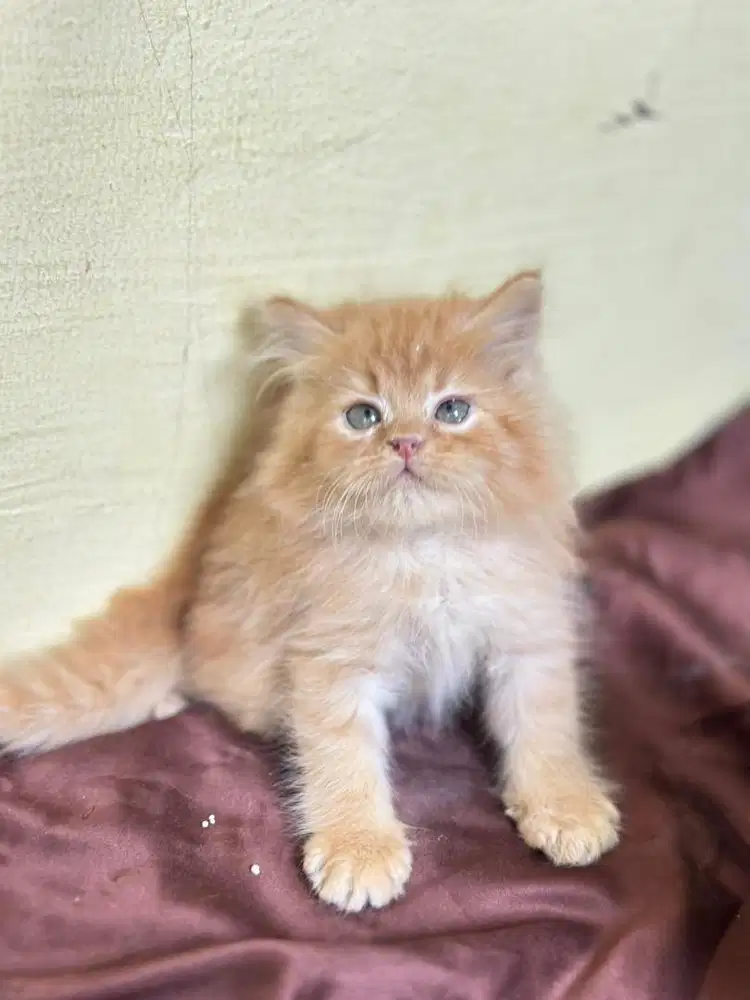 Persia flatnose longhair garfild