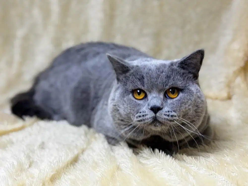 Kucing BSH British Shorthair Jantan WCF Ped