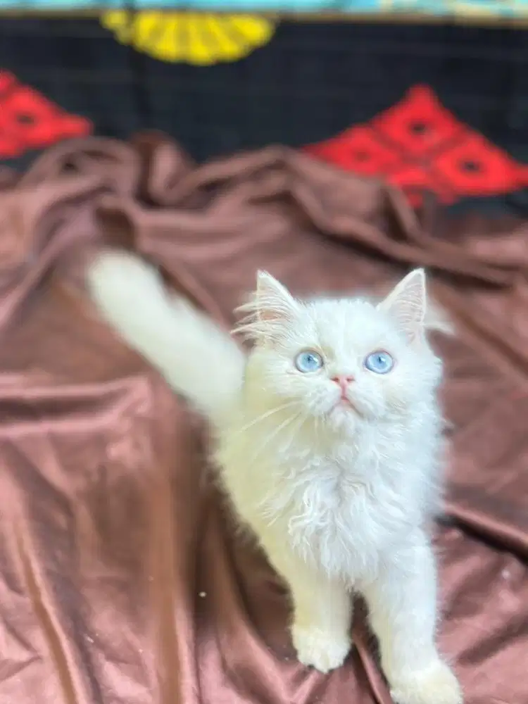 Persia longhair flatnose mata biru