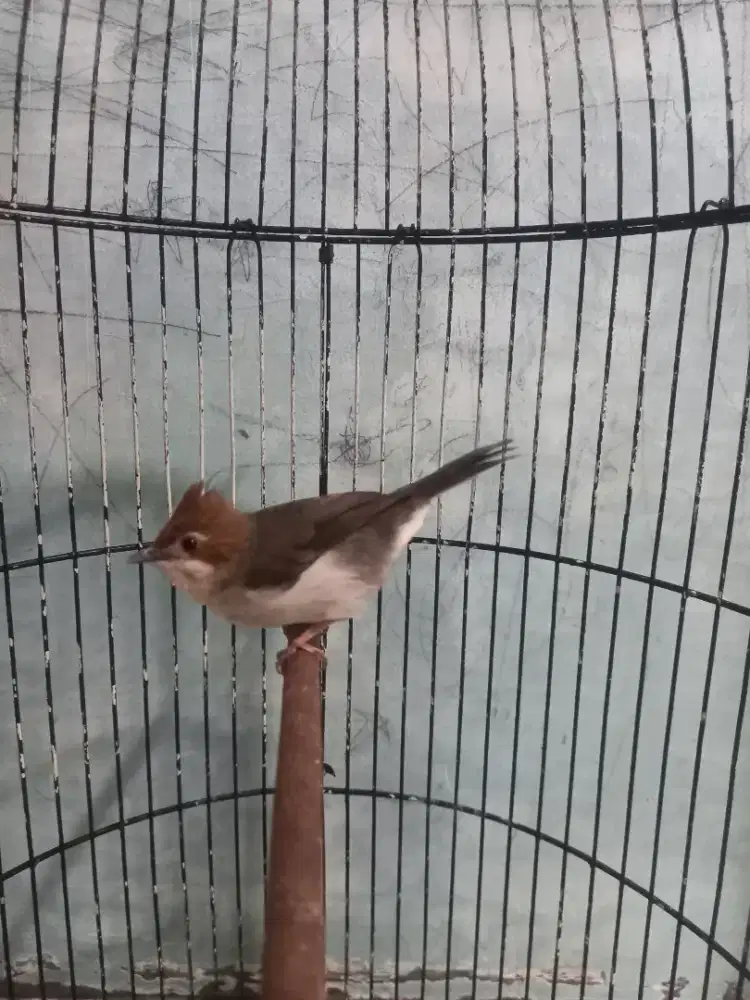 Prenjak batu /  yuhina masteran gacor