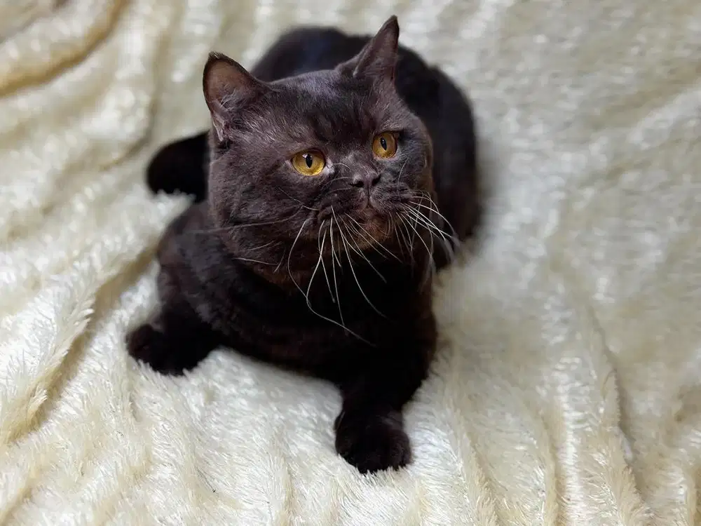 Kucing BSH British Shorthair Jantan Cinnamon